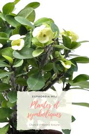 Euphorbia Mili Euphorbe Plante Plantes Grasses