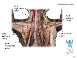 Molly smith dipcnm, mbant • reviewer: Biology 102 Laboratory 3 Arteries I Human Cat Gross Anatomy Histology Ppt Video Online Download