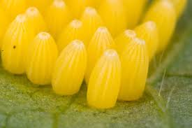 Black And Yellow Striped Caterpillar Georgia Cabbage White Butterfly Life Cycle By George Wang On Prezi White Butterfly Butterfly Life Cycle Cabbage Butterfly