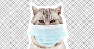If you sit with a purring cat, they tend to purr while you stroke them, they stop after a few minutes if you stop, but begin to purr again if you. Can Cats Get Coronavirus