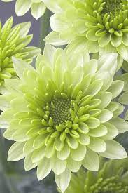 Chrysanthemum History Beautiful Flowers Chrysanthemum Flower Pretty Flowers