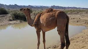 The camel uses it as nourishment when food is scarce. How Much Water Can A Camel Drink Animals Camels Of Balochistan Youtube