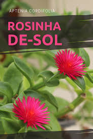 Essa suculenta quase não necessita de adubação. Rosinha De Sol Aptenia Cordifolia Nome Cientifico Aptenia Cordifolia Nomes Populares Rosinha De Sol Famili Plantas Rasteiras Suculentas Plantas Pendentes