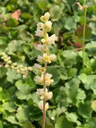 Image result for Heuchera cylindrica Greenfinch