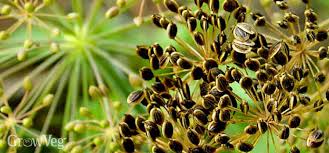 Maybe you would like to learn more about one of these? Growing And Harvesting Garden Dill