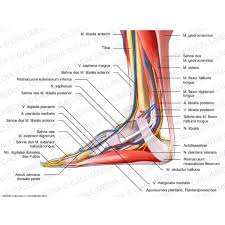 Unsere anatomie bilder sehen nicht nur atemberaubend aus. Fuss Medialansicht Muskeln Blutgefasse Und Oberflachliche Nerven Anatomie Und Physiologie Blutgefasse Anatomie Lernen