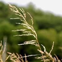 It is a great product for a variety of applications including those who need a low maintenance lawn solution. Weeping Lovegrass Care
