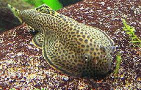 Pin On Guppy Fish