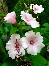 Annual Lavatera Hortensia Grimpant Scabieuse Geranium