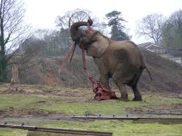 A safari park with more than 140 species of animal, including all the big hitters from africa. African Elephant Playing With Fireman S Hose At West Midland Safari Park 1 Zoochat