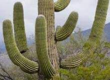 Cactus o catus ✅ comprobar qué forma es correcta. Definicion De Cactus Que Es Significado Y Concepto