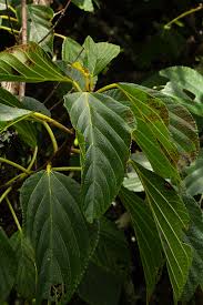 Image result for Scepocarpus