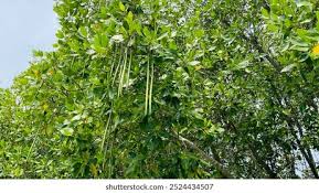 Image result for Rhizophora racemosa