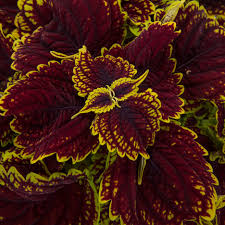 Image result for Coleus tetragonus