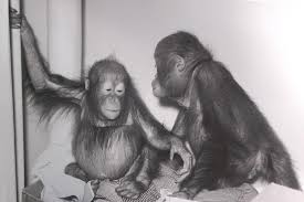 A Historical Perspective of Brookfield Zoo's Orangutan Collection from 1934  to Present