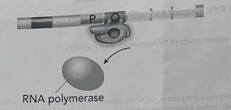 In the rna and protein synthesis gizmo™, you will use both dna and rna to construct a protein out of amino acids. Worksheet On Dna Rna And Protein Synthesis Answer Key Quizlet