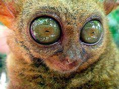 While they don't have the clearest of vision thet do have the most light sensitive eyes in the whole of the animal kingdom! 21 Animals With Big Eyes Ideas Animals Big Eyes Cute Animals