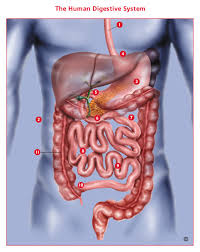 Svg female shadow diagrams‎ (6 f). Human Digestive System Diagram Weight Management Genesis Genesis Health System