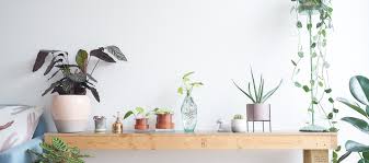 House plants let you enjoy your garden all year long. The Houseplant Urban Jungle Blog