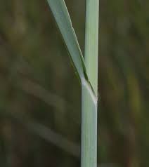 Image result for Echinochloa pyramidalis