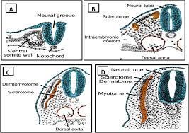 Somites are precursor populations of cells that give rise to important structures associated with the vertebrate body plan and will eventually differentiate into dermis, skeletal muscle, cartilage, tendons. Embryological Source Of Skeletal System Development Of Human Skeletal System