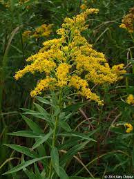 Solidago Altissima Tall Goldenrod Minnesota Wildflowers