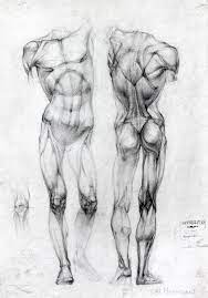 So, if you are a visual learner like me, then you know that learning all of the muscles in the human body can be a daunting task if you don't have visuals to aid in your studying. Pin By Pawel Laskowski On Nurses Inspiration Anatomy Sketches Anatomy Drawing Human Anatomy Drawing