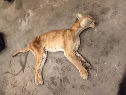 The cougar (puma concolor) is a large cat of the subfamily felinae. Cougar Carcass Analyzed Kenoraonline Com