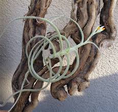 Here are some helpful navigation tips and features. Tillandsia Crocata Copper Penny