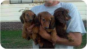 The dachshund and the beagle. New Brighton Mn Dachshund Meet Mini Dachshund Puppies A Pet For Adoption