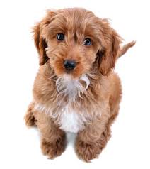 Use the search tool below and browse adoptable cockapoos! 5 Cool Facts About Cockapoos Hotdogcollars Com