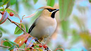 Here you can choose screen size like desktop, mobile, tablet download gorgeous desktop wallpaper for wide screen and hd also. 1082x1922px Free Download Hd Wallpaper Bird Lovely Beautiful Nature Berries Wallpaper Flare