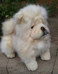 Fluffy chow chow puppy picture. Maggie A Chow Chow Puppy Dog By Brigitte Crowe Tedsby