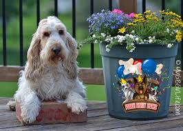 Pampered pooch playground, 7020 walker street, st. Pamper Your Pup With Pooch Party Packs My Gbgv Life
