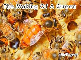 the life cycle of the honey bee queen the making of a queen