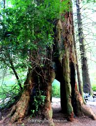 Redwood national park is full of beauty that draws in hundreds of thousands of visitors yearly, many of them choosing to rv there. Sleep Amongst The Redwoods At Mystic Forest Rv Park