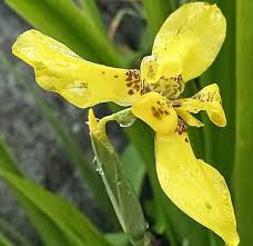 Examples of translating «menjalar» in context Tanaman Anggrek Tanah Soil Orchid Plants Bilingual Steemit