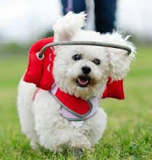 Sards Affects More Dogs Everyday Helpful Tips For Dog Owners