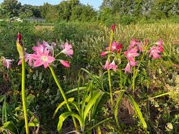 Image result for Crinum walteri