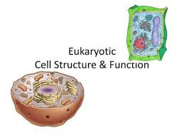 Maybe you would like to learn more about one of these? Cell Organelles Ppt Video Online Download