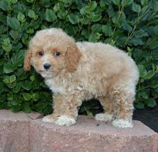 We are the best breeders in the area because of the excellent customer service we we are more than happy to answer any questions you have before and after you adopt one of our small cockapoo pups. Cockapoo Puppies For Sale Clarksville Tn 148003