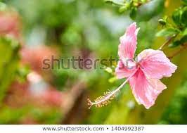 A Pink Hibiscus In A Garden Scientific Name Is Hibiscus Rosa Sinensis Hibiscus Garden Hibiscus Hibiscus Rosa Sinensis