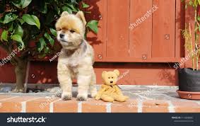 Stock Photo and Image Portfolio by Annie Chui | Shutterstock