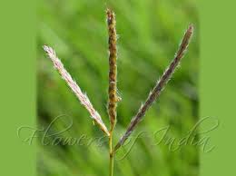 Image result for Ischaemum