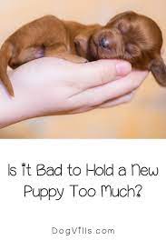Is It Bad To Hold Newborn Puppies Too Much Newborn Puppies Dog Health Tips Puppies