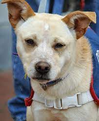 My Name Is Butters And I M A Small Lab Feist Mix Looking For My New Forever Home In The Dc Area Visit Ruraldogrescue Com For More Rescue Dogs Dogs Happy Tails