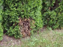 Image result for thuja drying out dead dried symptoms)
