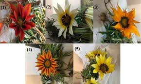 Image result for Gazania krebsiana