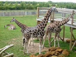 Banham Zoo Trip Advisor Zoo Pictures Zoo