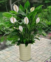 Maybe you would like to learn more about one of these? Top 15 Indoor Flowering Plants Livinghours
